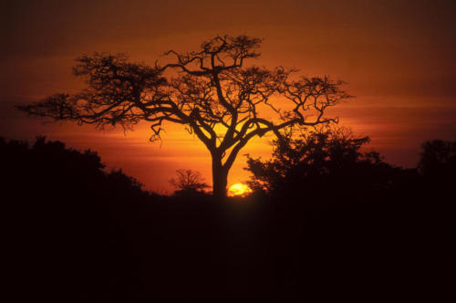 Sunset in Okavango
